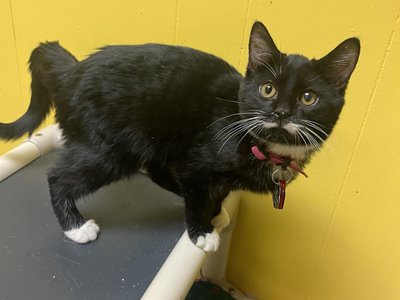 Adopt | West Side Cats