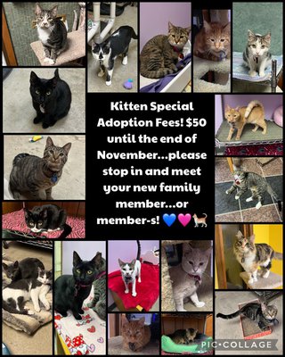 Special Needs Cats: Needing Rescued Or Adopted