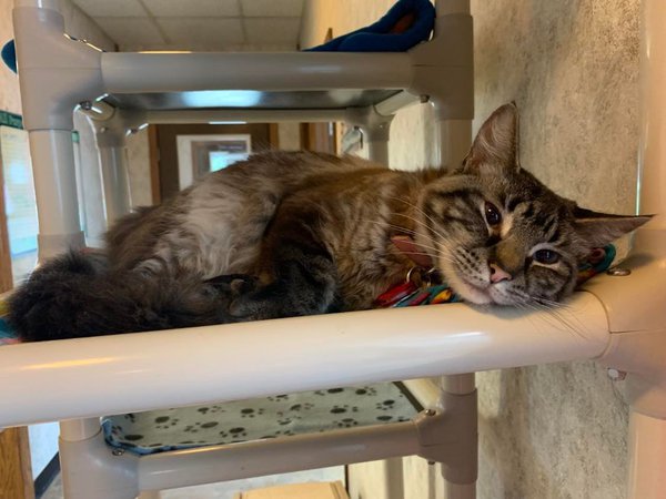 Lorelai | West Side Cats